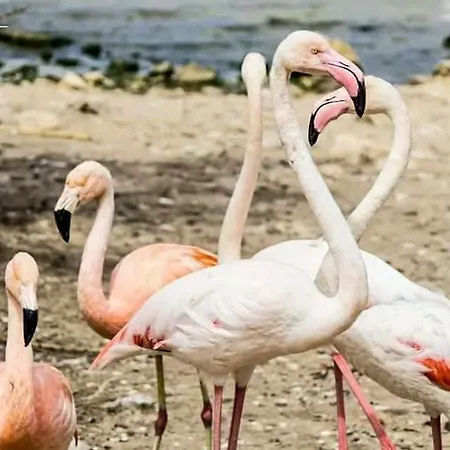 Nefs Des Sables Leucate